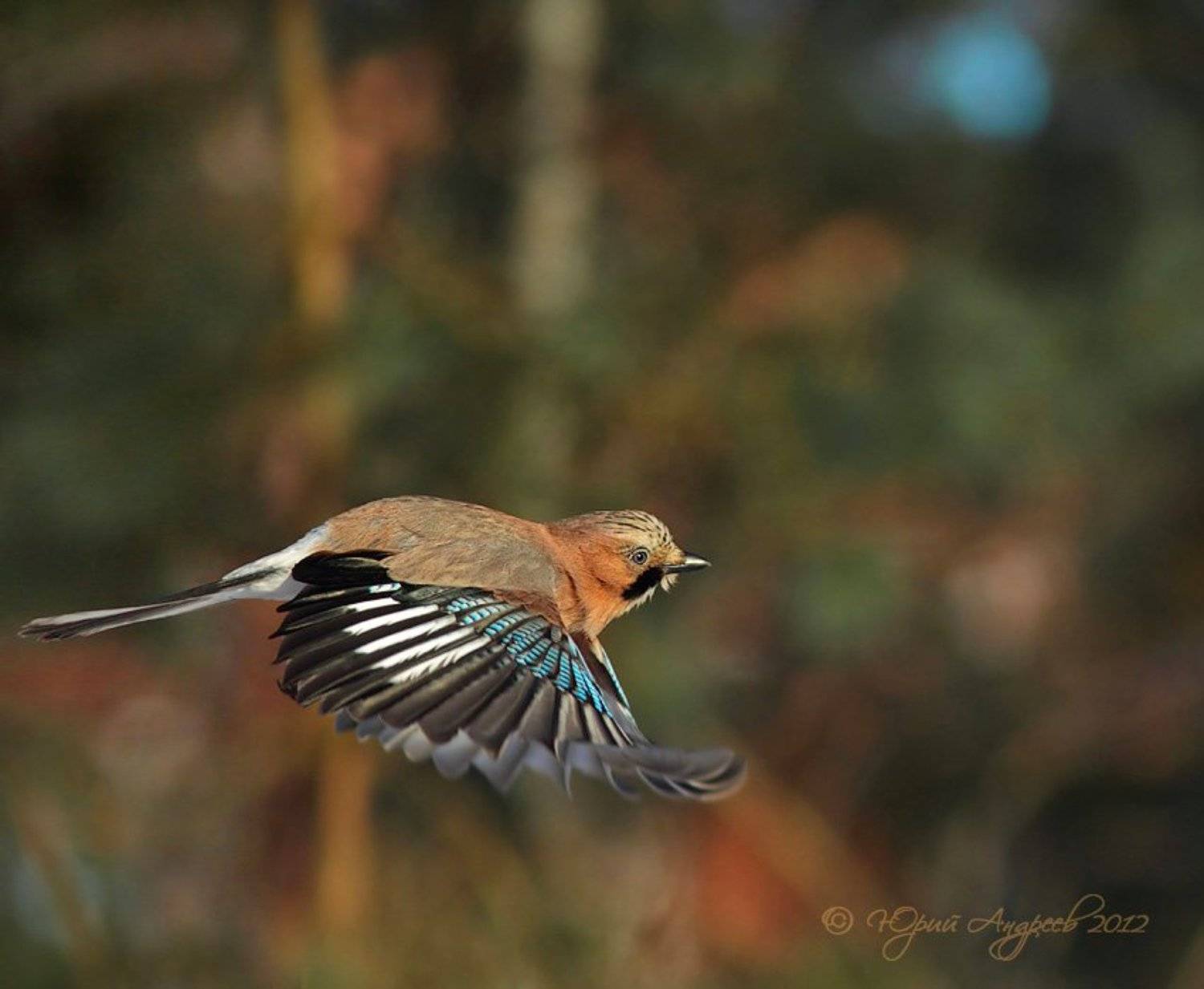 , Юрий Андреев
