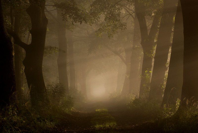 Milicz avenue фото превью