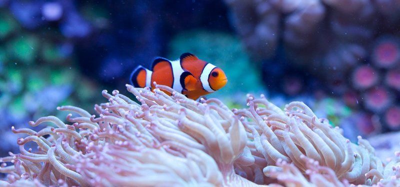 Амфиприон-клоун. (Amphiprion percula) фото превью