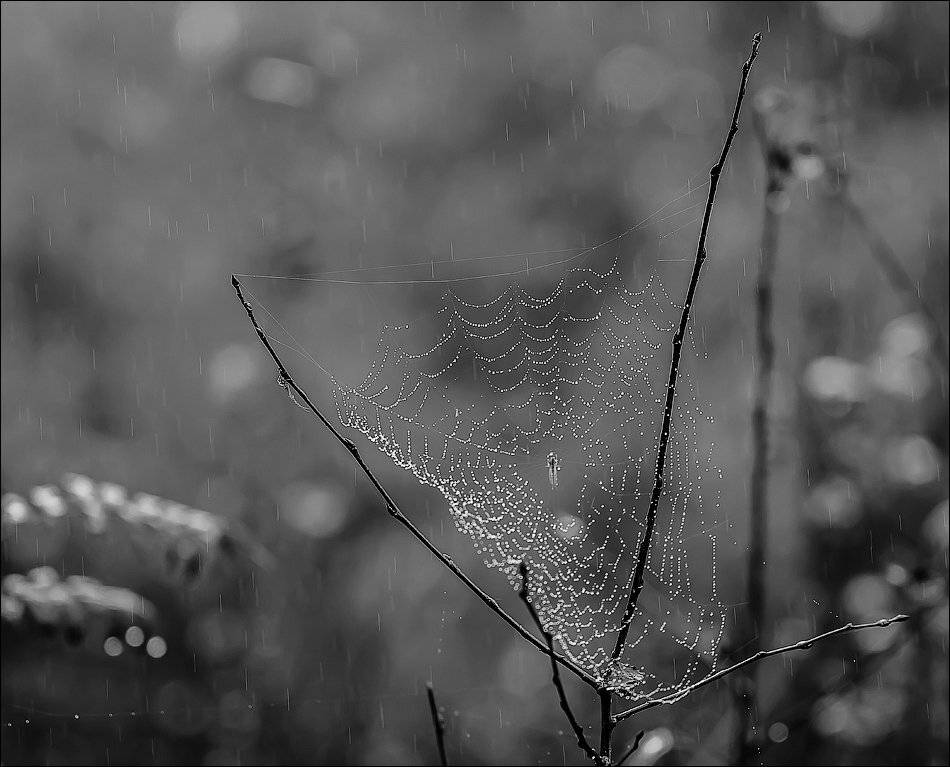 , Бурлов Андрей