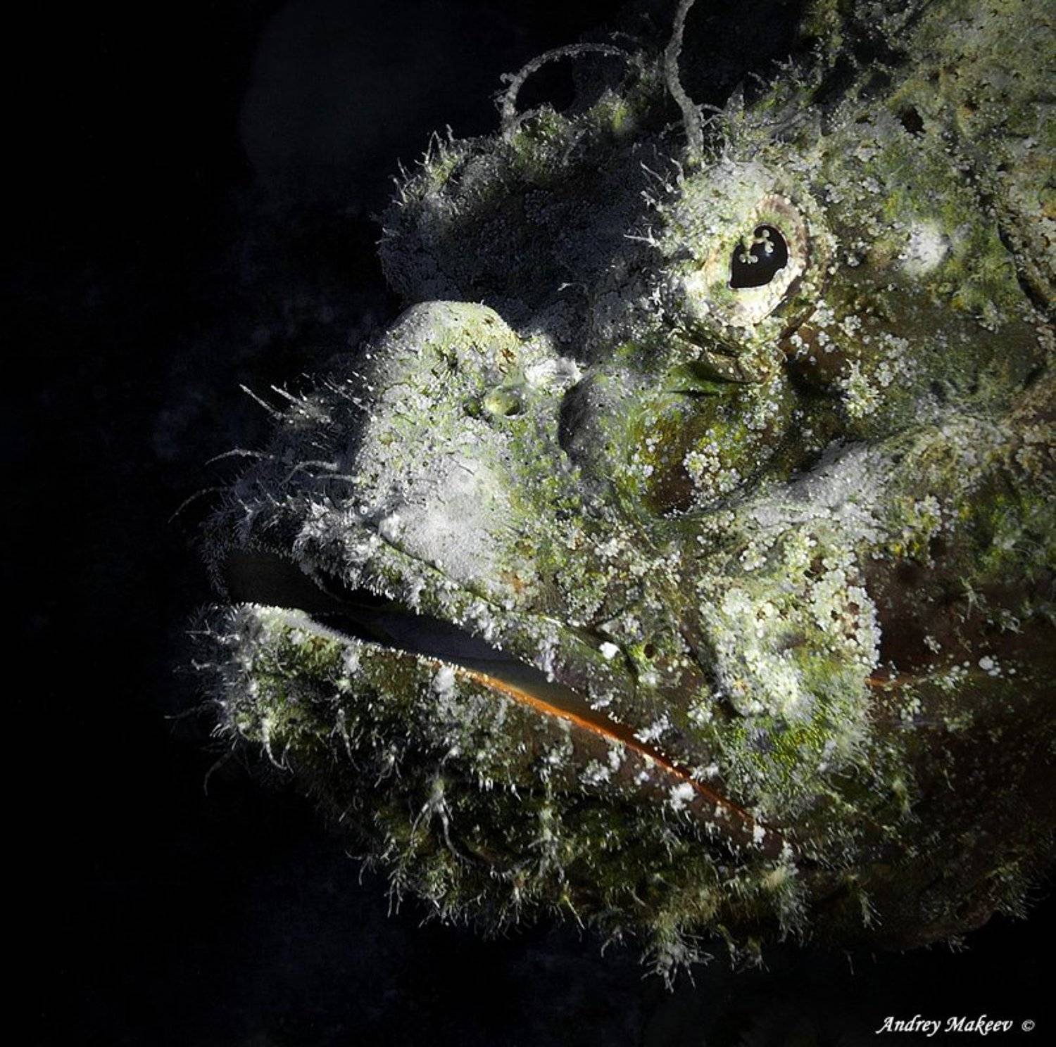 , Андрей Макеев