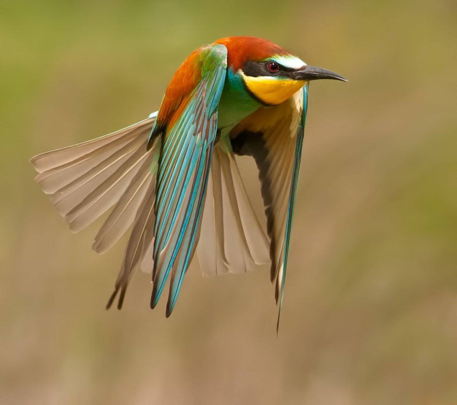 , Петьо Илиев