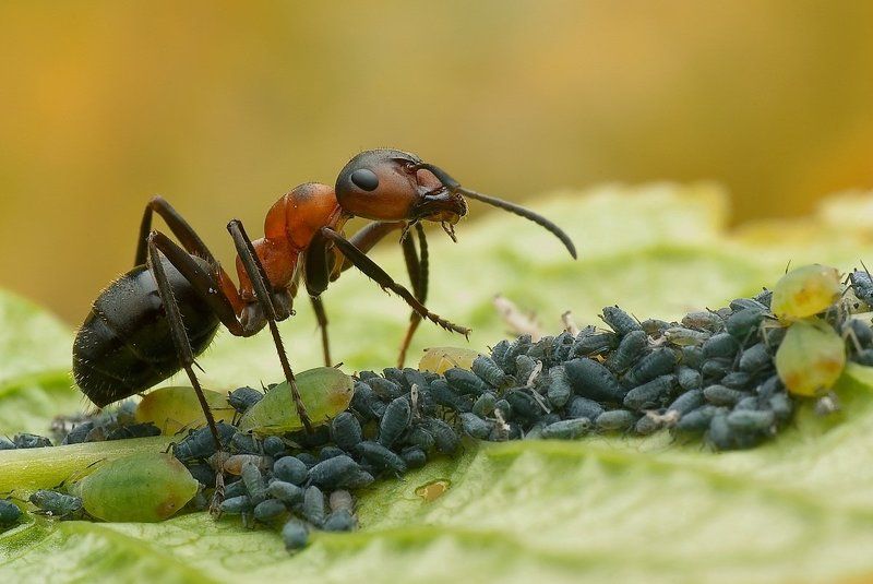 symbioza... фото превью