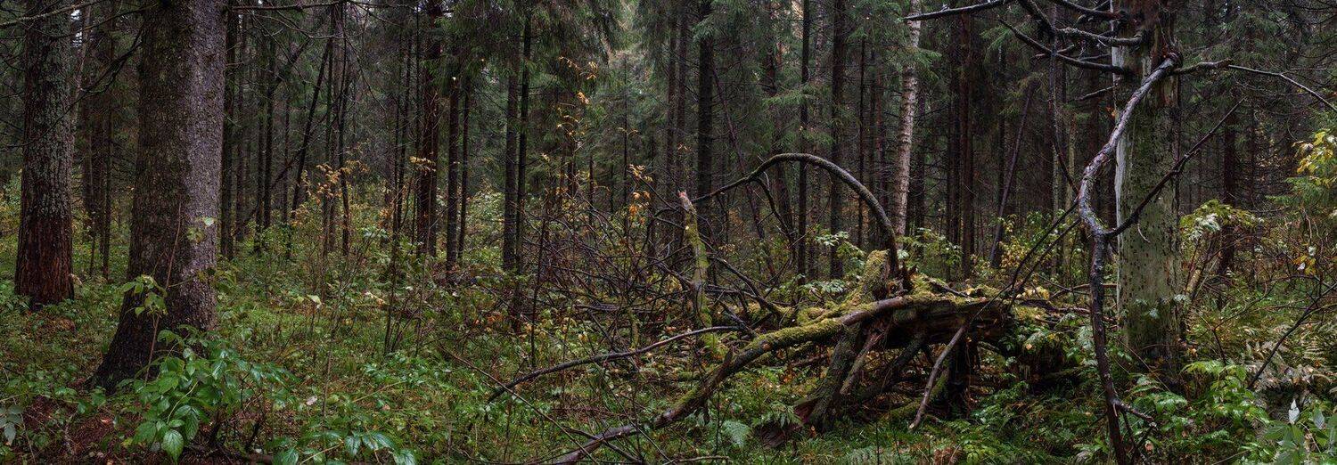 , Евгений Цветков