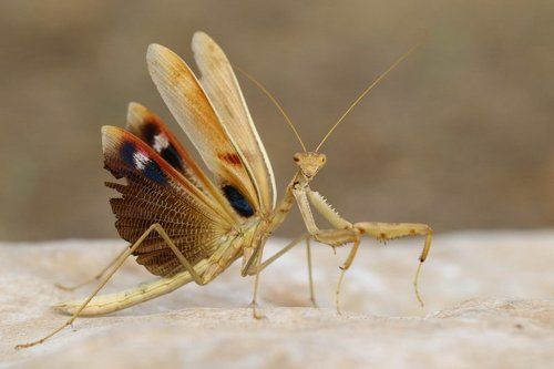 Praying Mantis