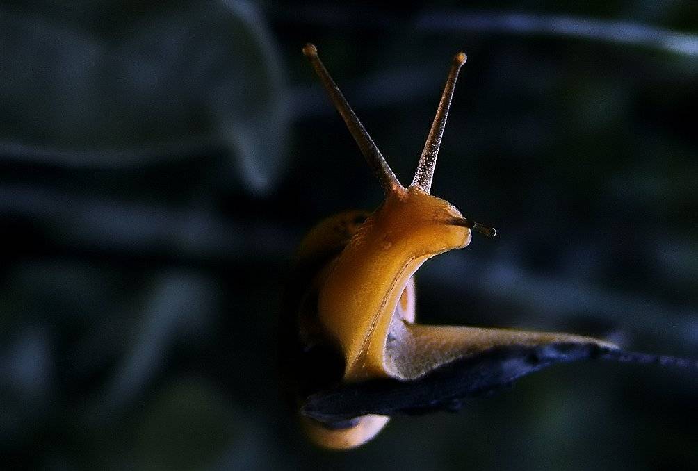 wake,macro,sony,close,portrait,snail,, Эмеральд Ваке &copy;