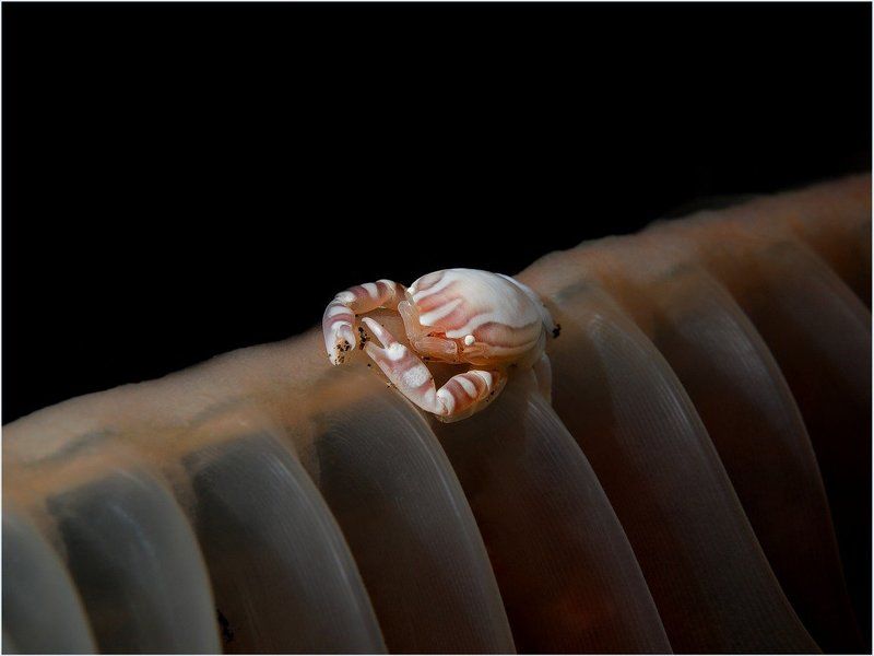 Alone фото превью