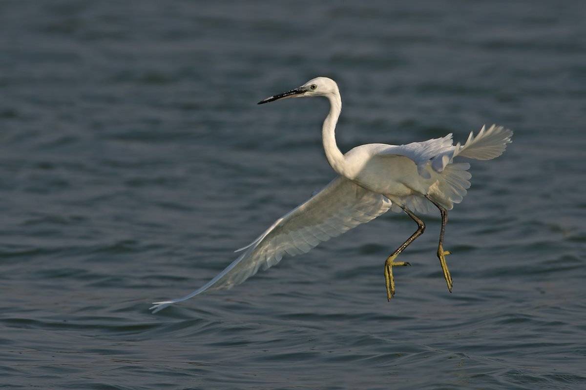 little egret, малая белая цапля, малка бяла чапла, egretta garzetta, Евгени Стефанов