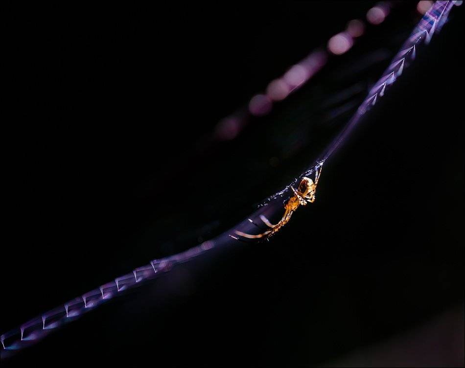 , Бурлов Андрей