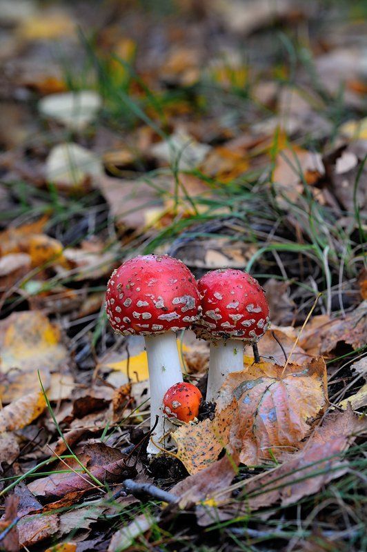 Ячейка общества фото превью