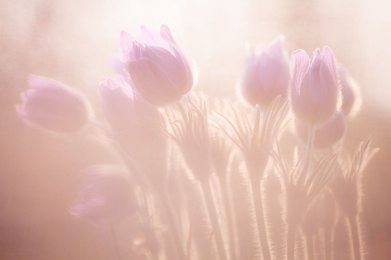 трава похожая на сон фото превью