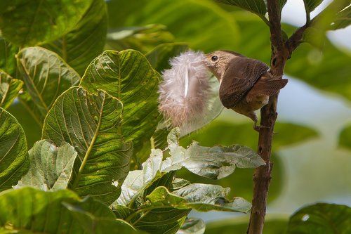 мелкий солист