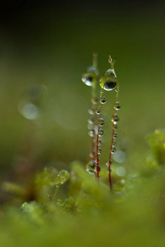 Вода, Зелено, Макро, Мъх, Природа, Svetoslav Radkov