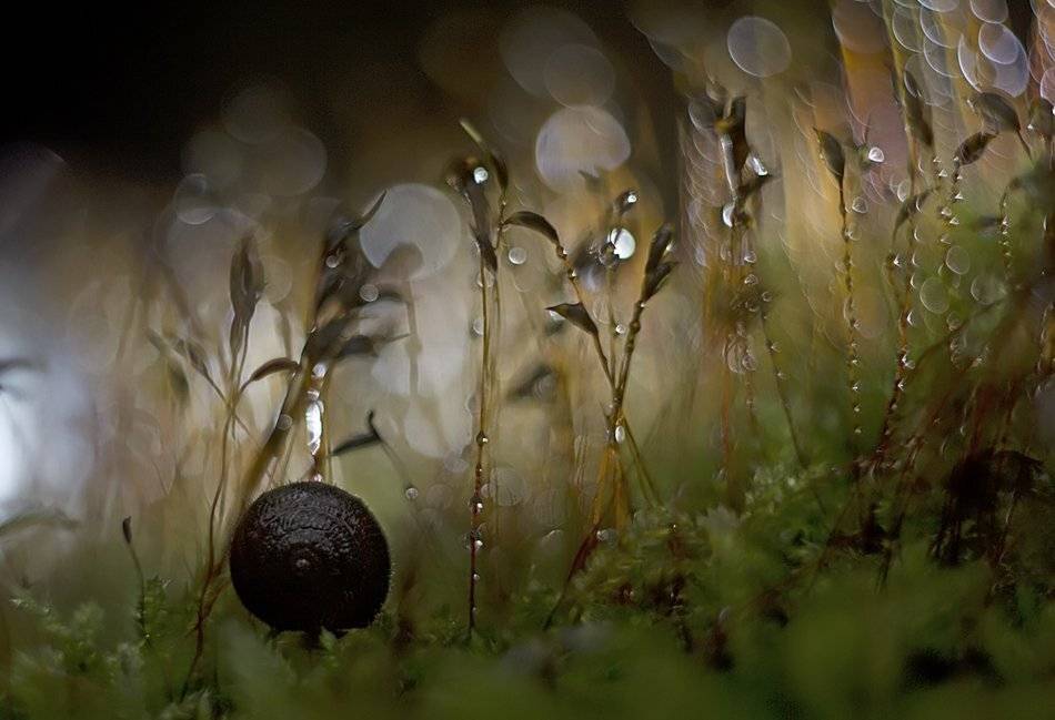 , Иваненко Светлана