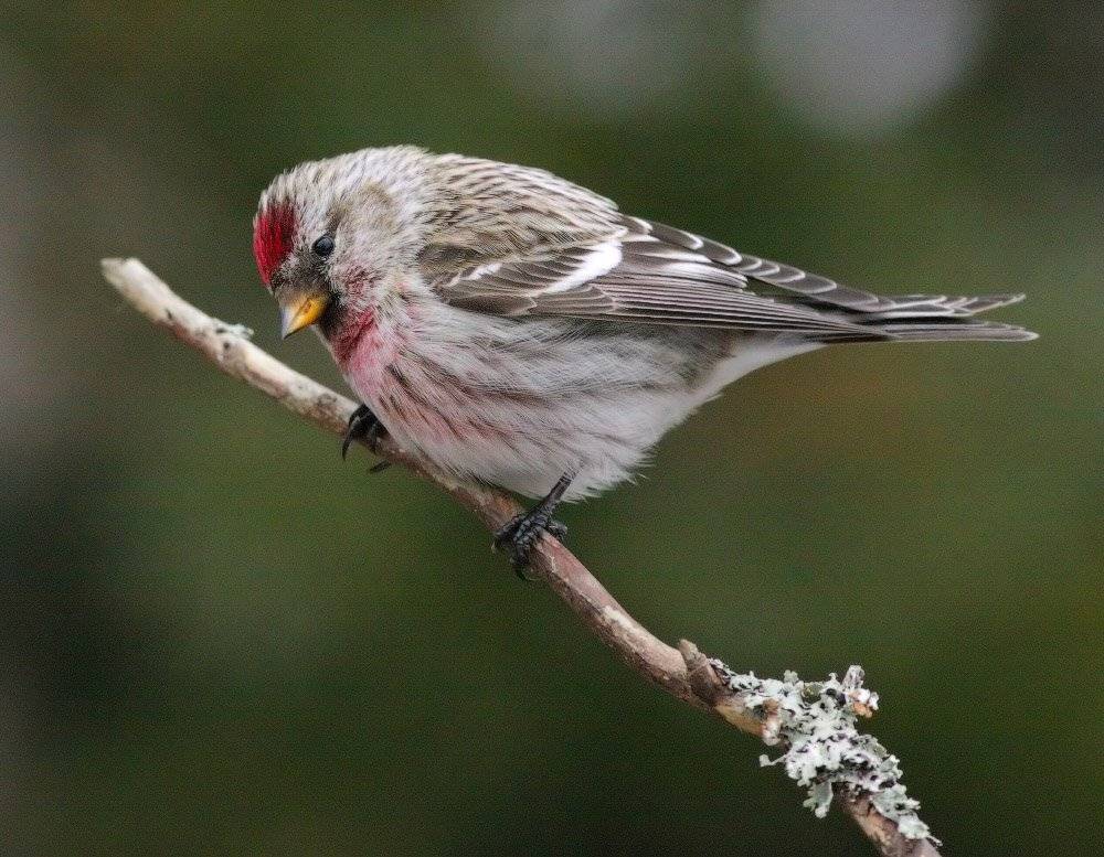 , Юрий Андреев