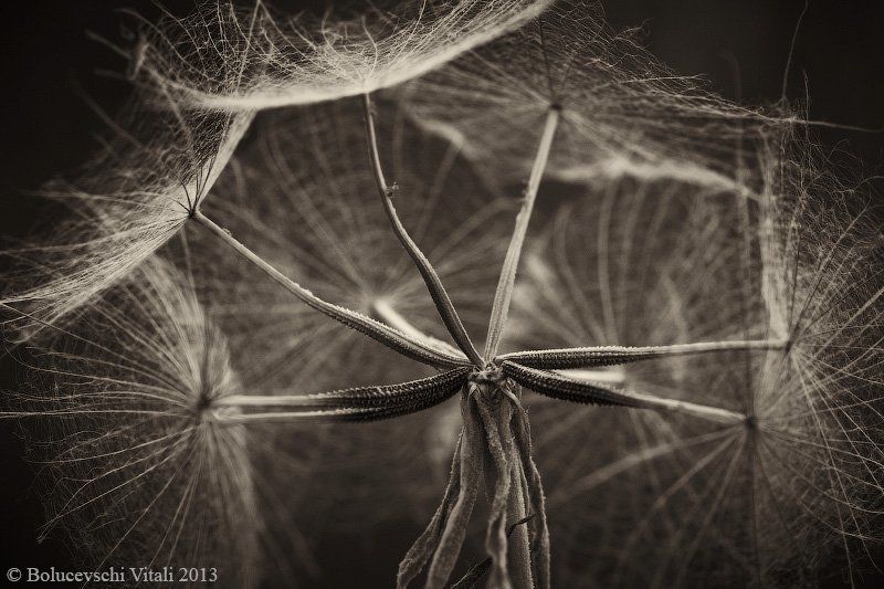 Элементы продолжение фото превью