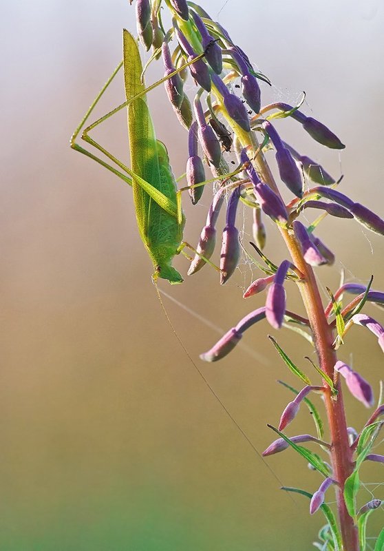 Макро, Насекомое, Пластинокрыл *** фото превью