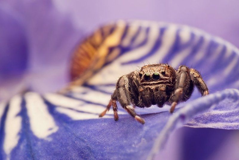 skakun.. фото превью