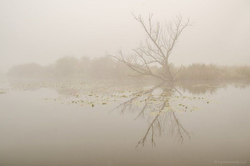 misty morning :) фото превью