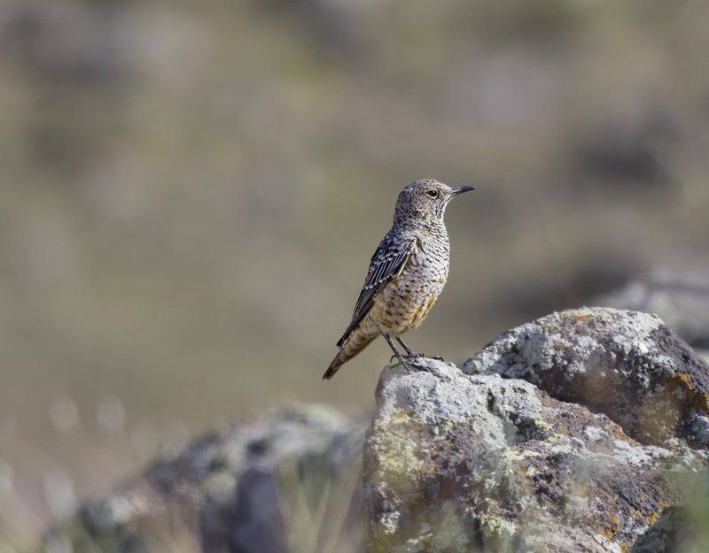 Стойкий оловянный солдатик фото превью
