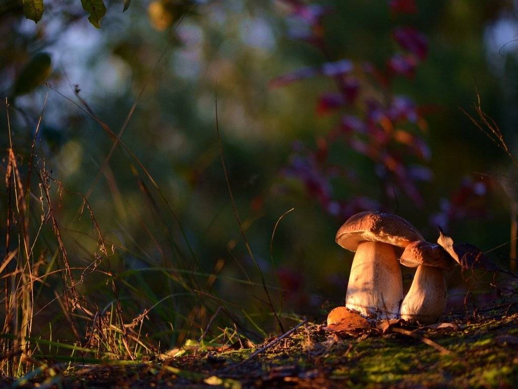 , Вячеслав Мищенко