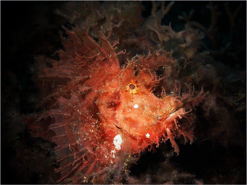 Rino фото превью