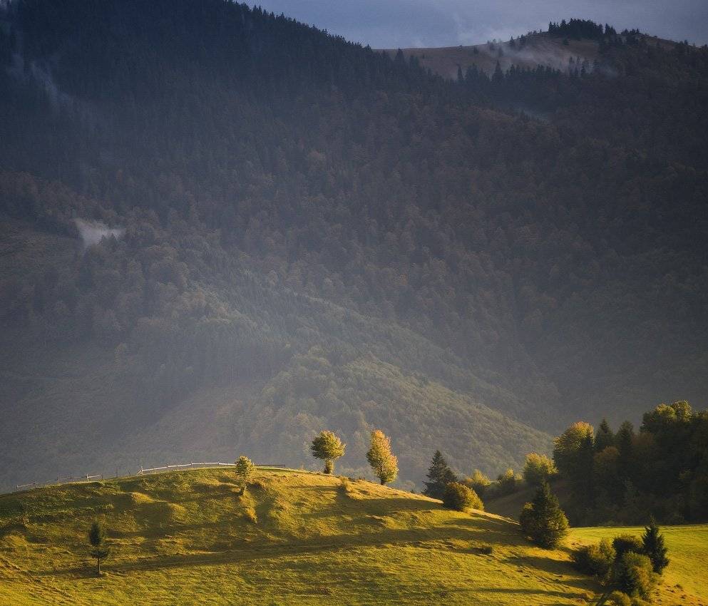 , Вейзе Максим