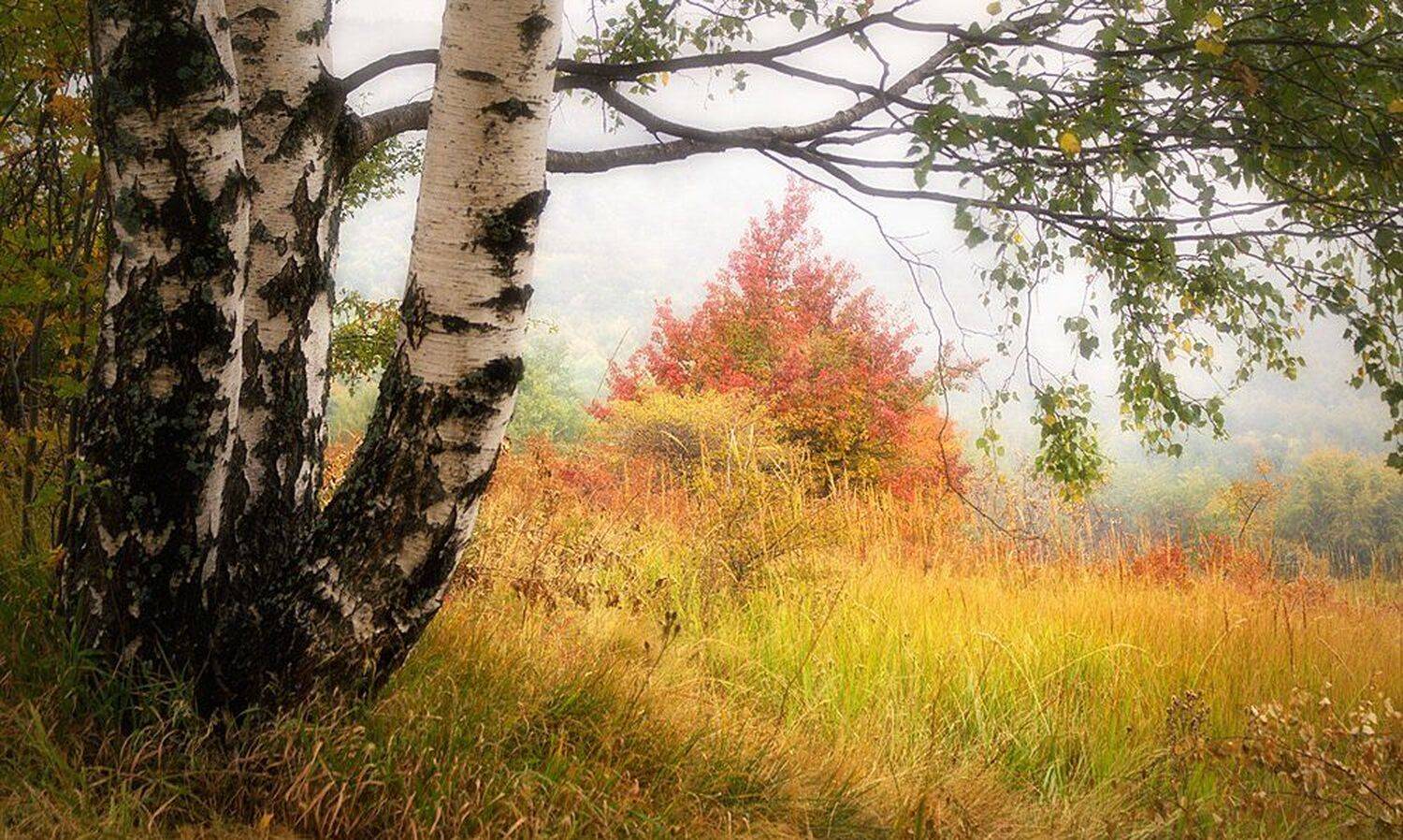 , Ирина Костова