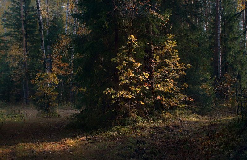 Немного осени фото превью