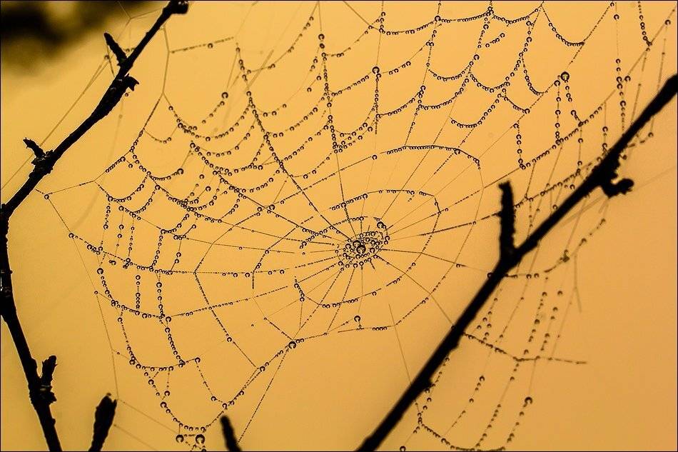 , Бурлов Андрей