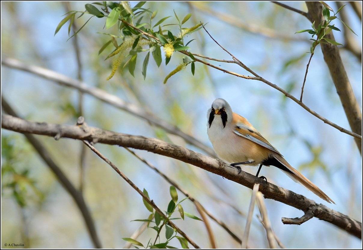 синица,усатая,черноусая, Александр Чувилин