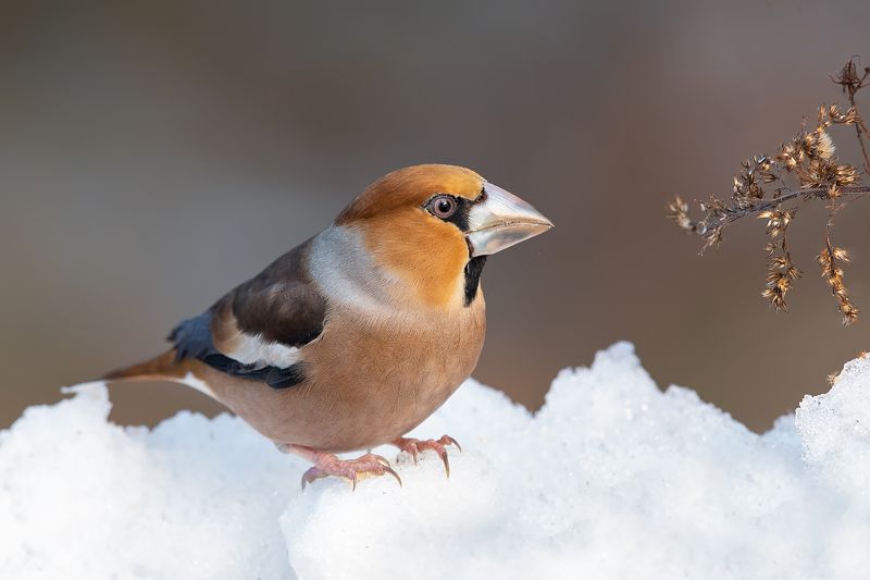 Grubasek фото превью