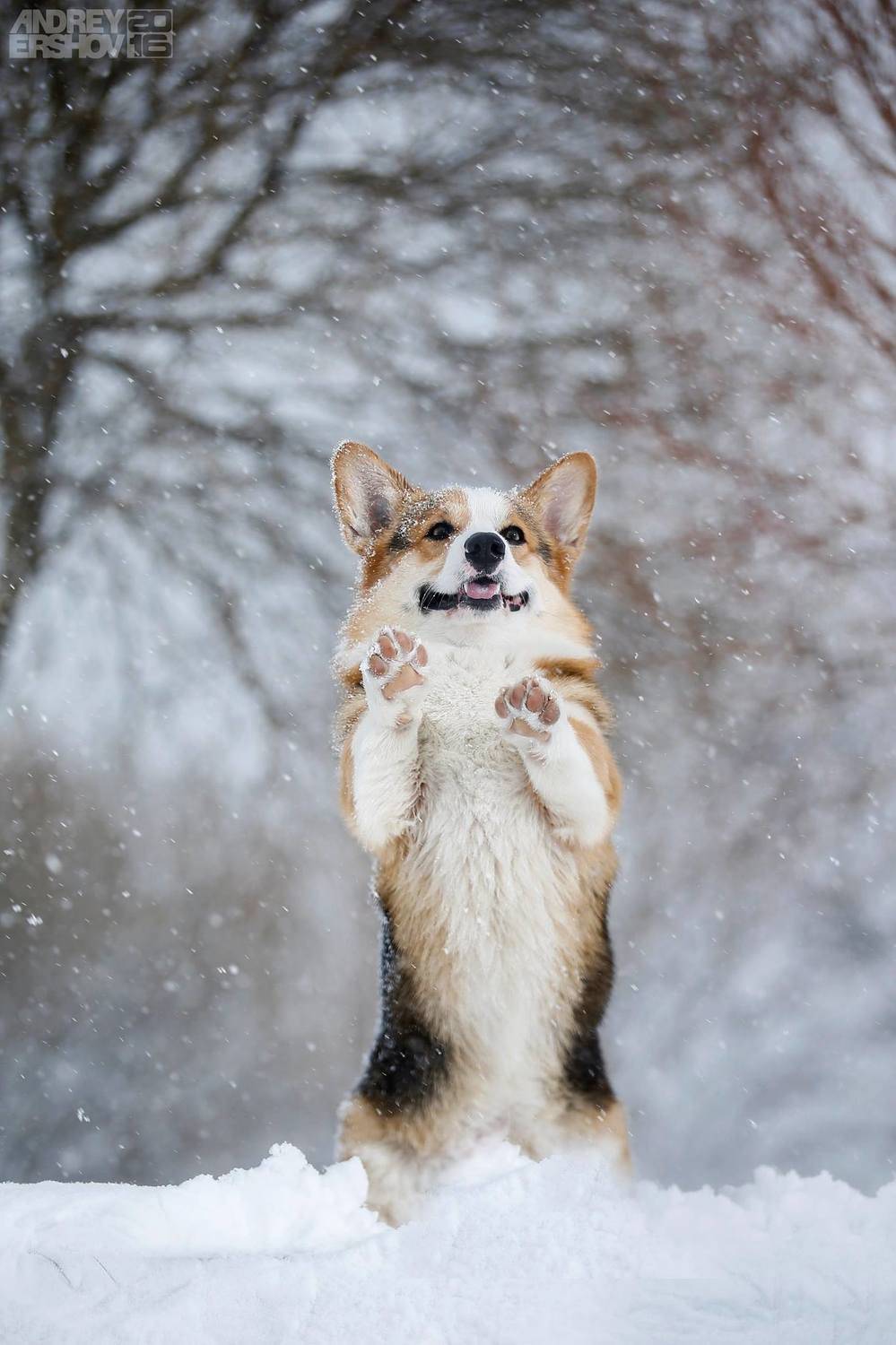 , Андрей Ершов