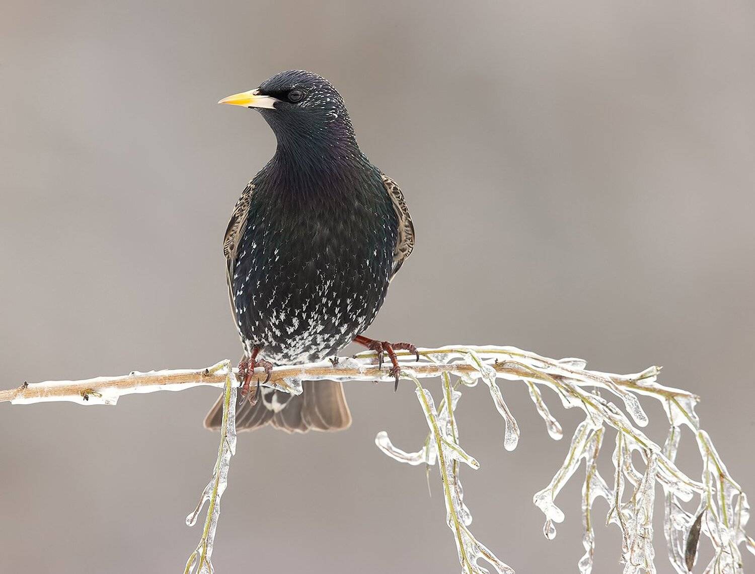 european starling, обыкновенный скворец, скворец, Elizabeth Etkind