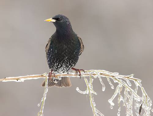 European Starling. Обыкновенный скворец
