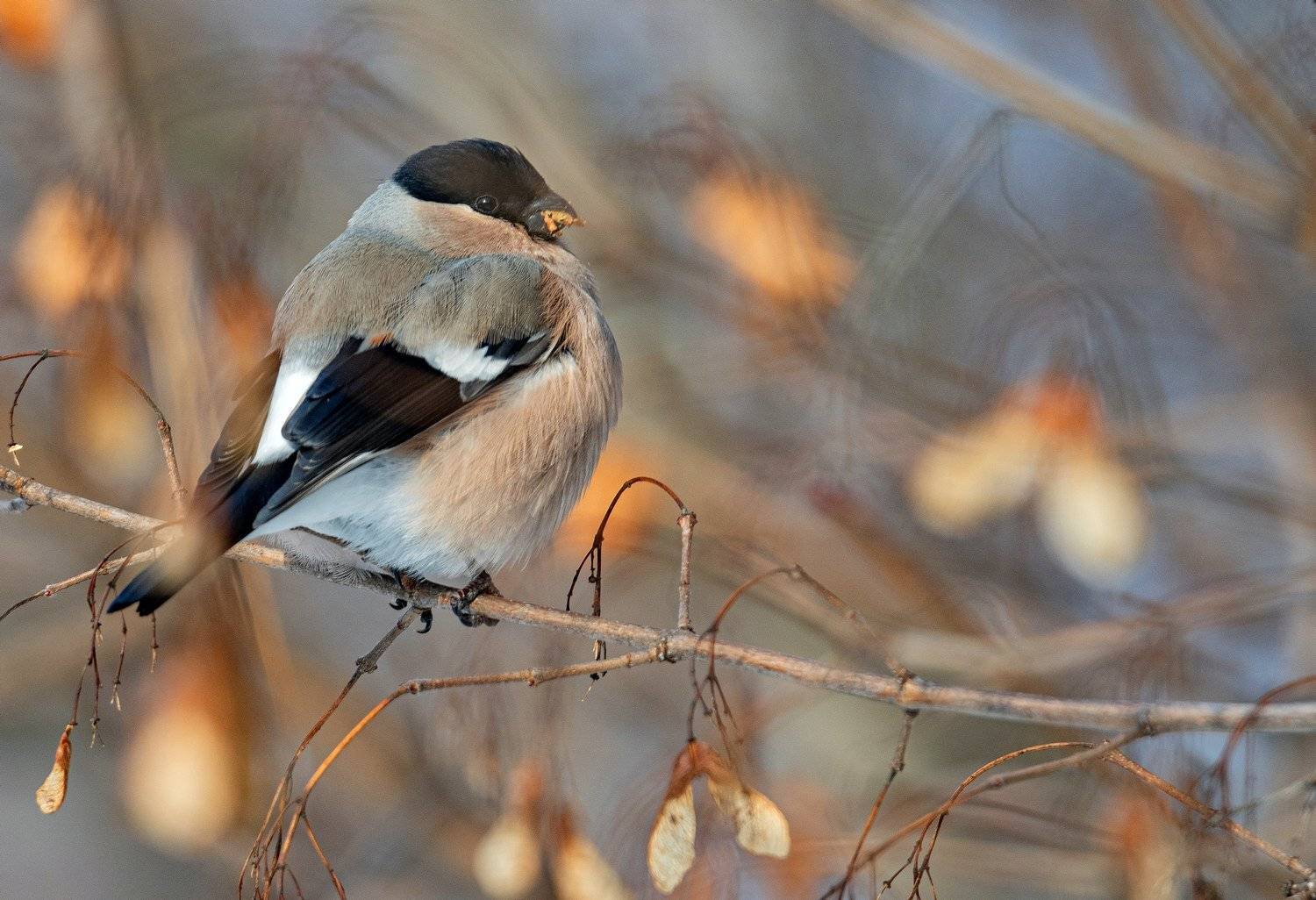 птица снегирь зима, Руслан Сигушин