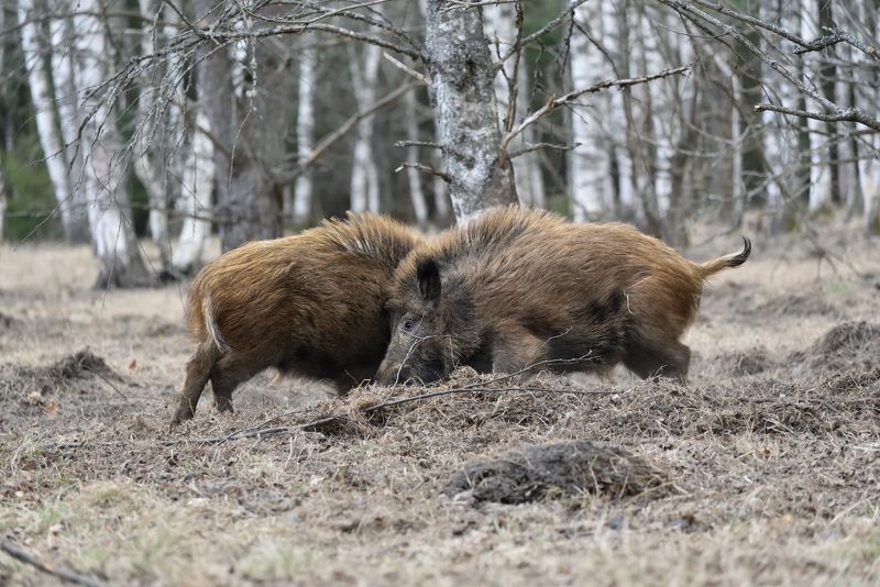 поединок фото превью