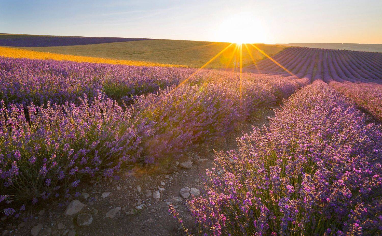 бахчисарай, крымский прованс, лаванда, крымская лаванда, лето, ялта, пейзажи крыма, цветы, фотограф крым, Serge Titov