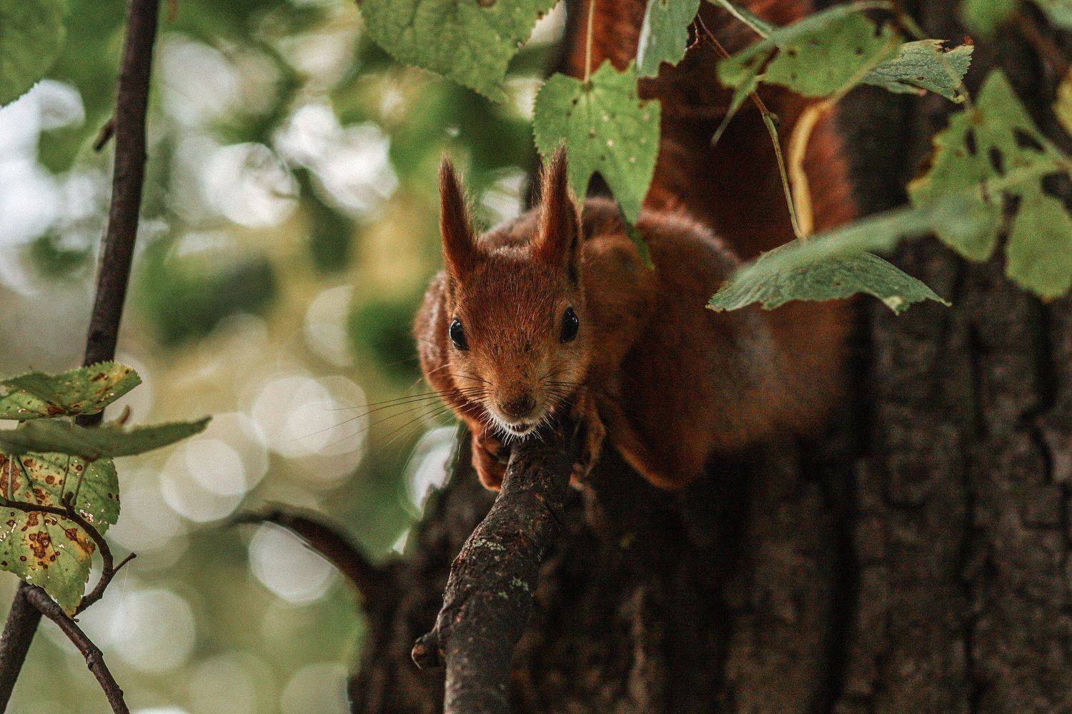алинциясавельева, Алинция Савельева
