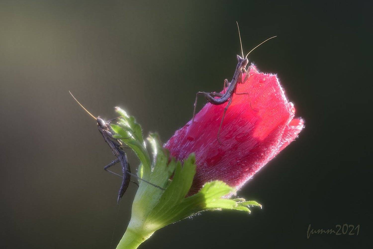 , Игорь ФУММ