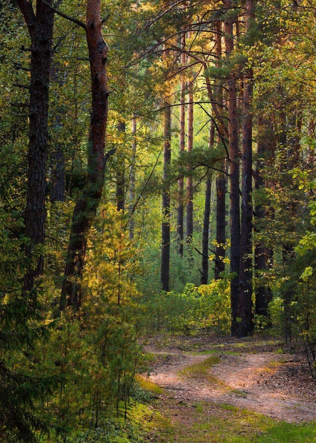 , Михаил Кушнер