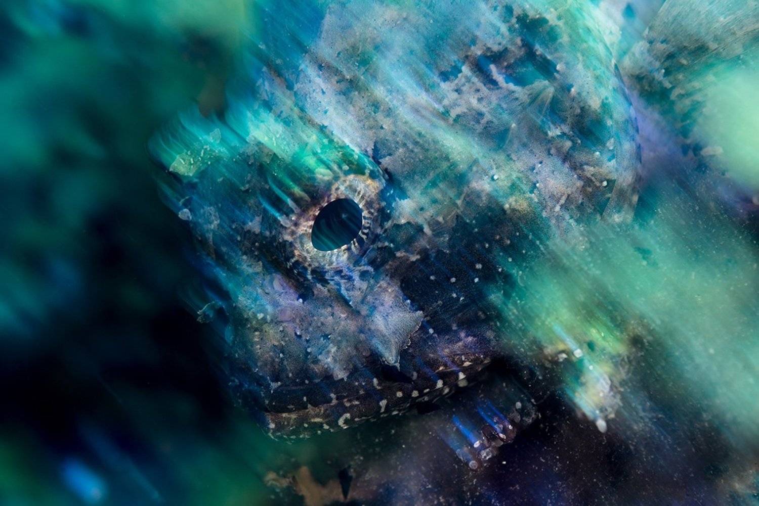 арт, рыбы, Крым, Черное море, Евгения Кирпиченкова (Клипп)