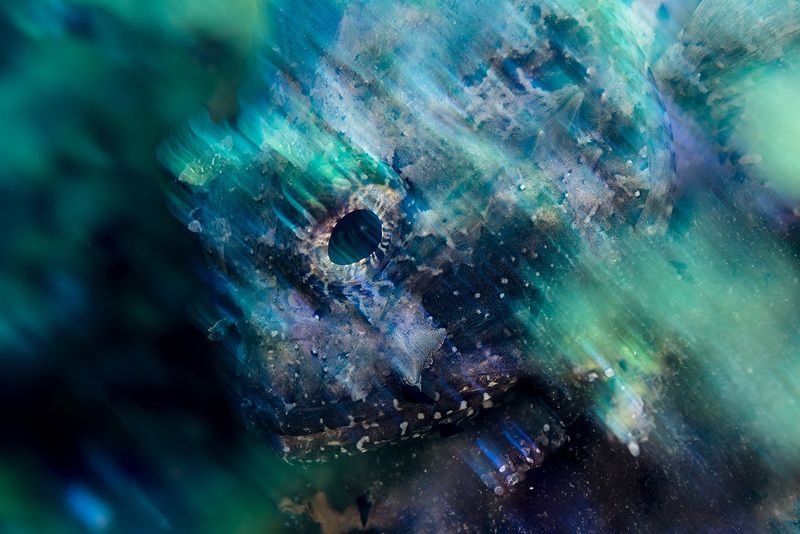 арт, рыбы, Крым, Черное море Скорпена фото превью