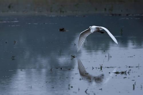 Reflection