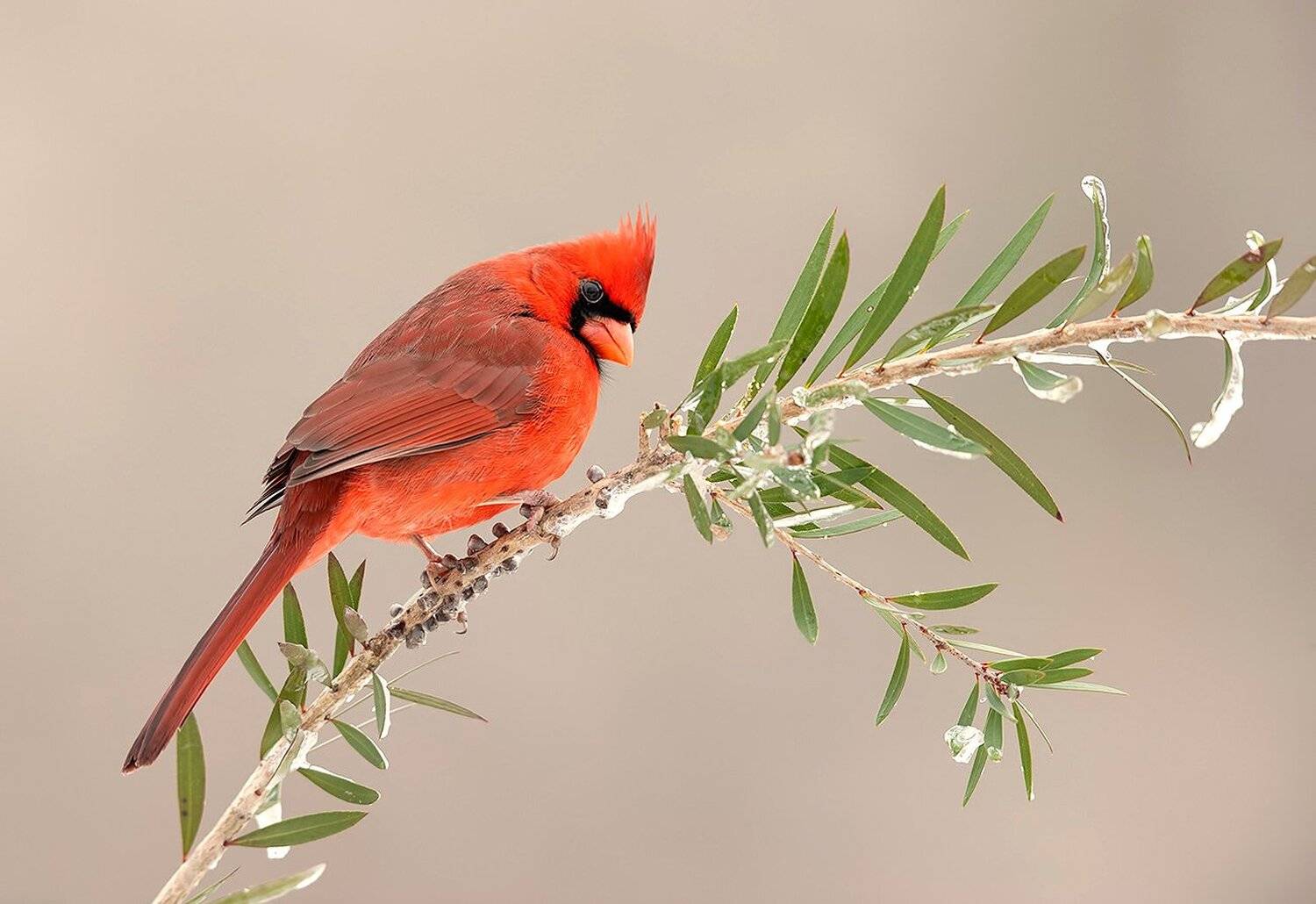 красный кардинал, northern cardinal, cardinal,кардинал, Elizabeth Etkind