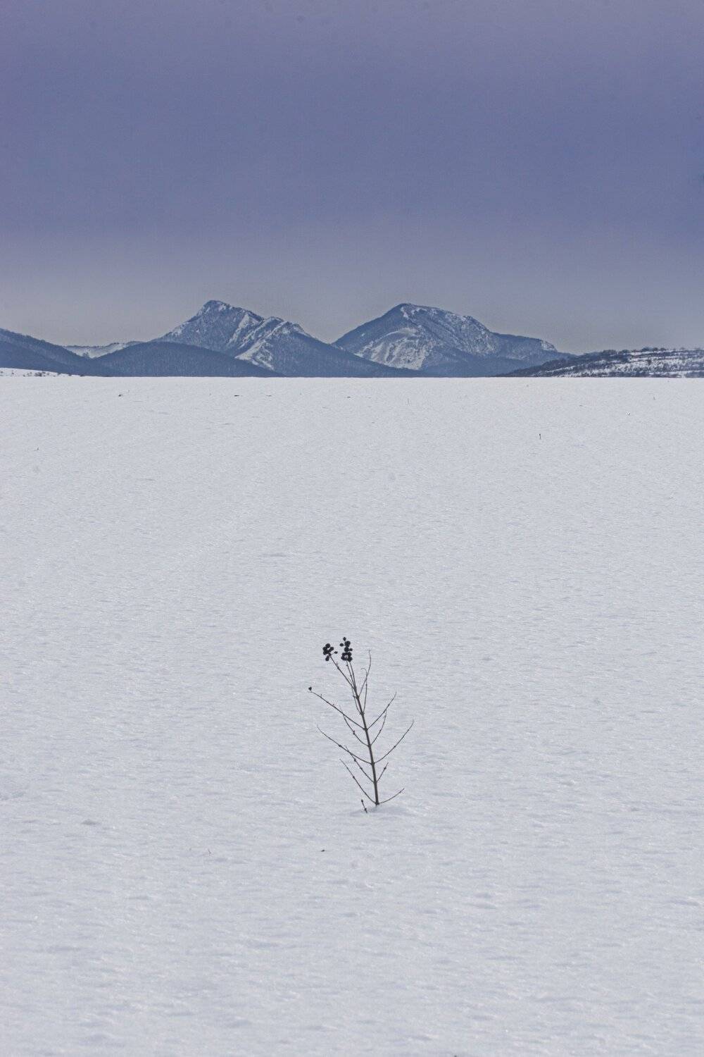 , Андрей Кривцов