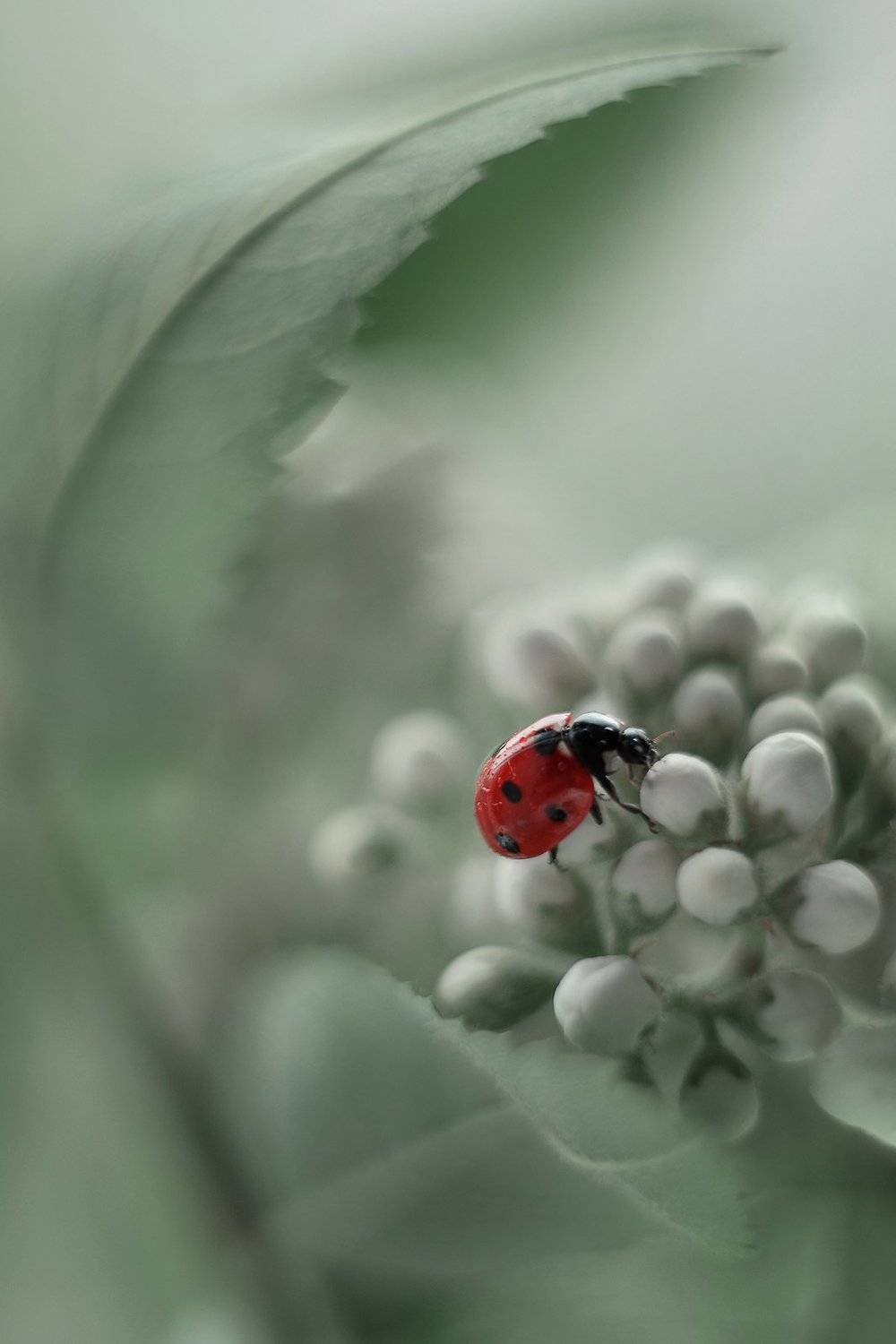 , Воинкова Ирина