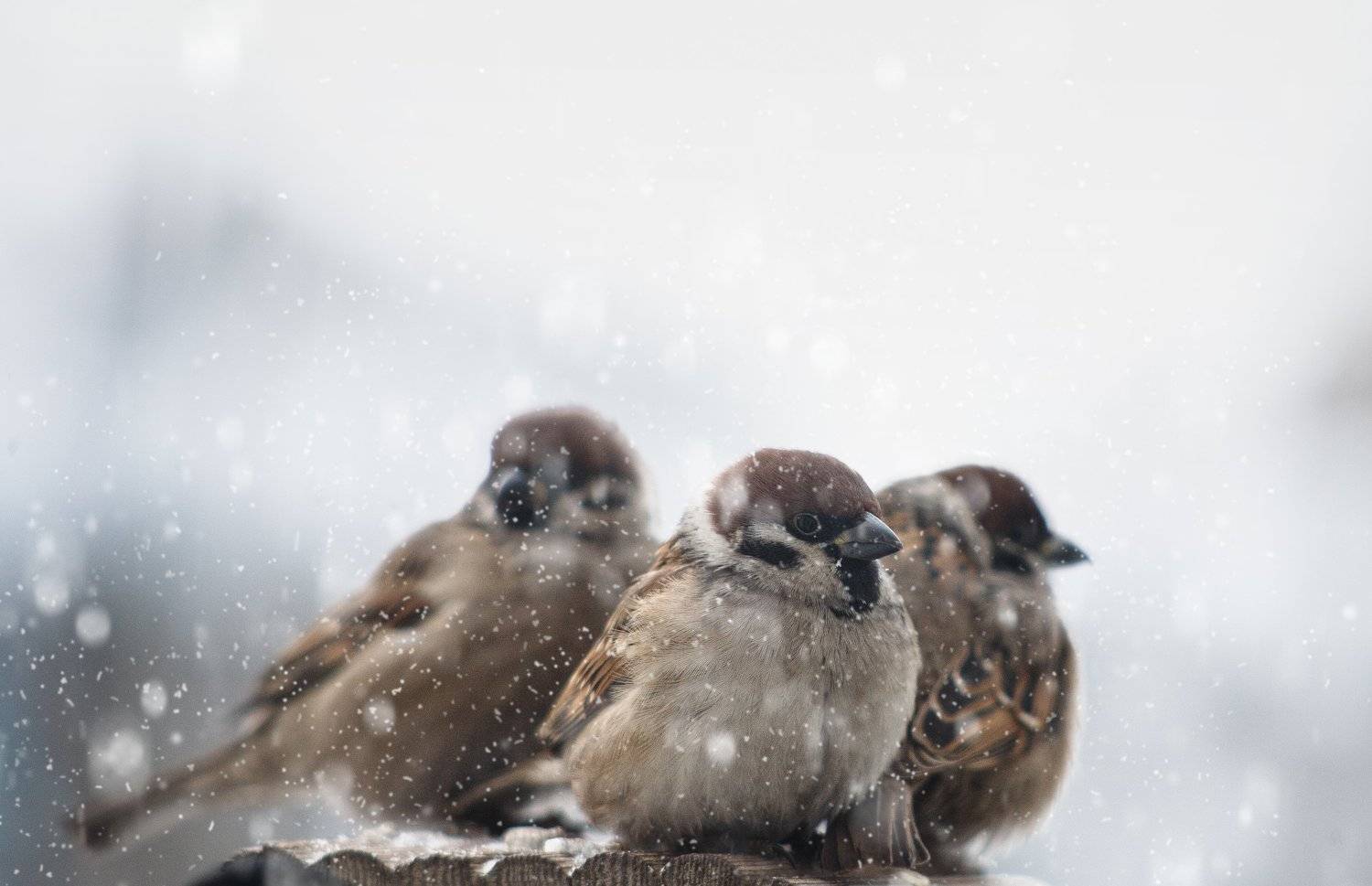 , Лариса Лофицкая