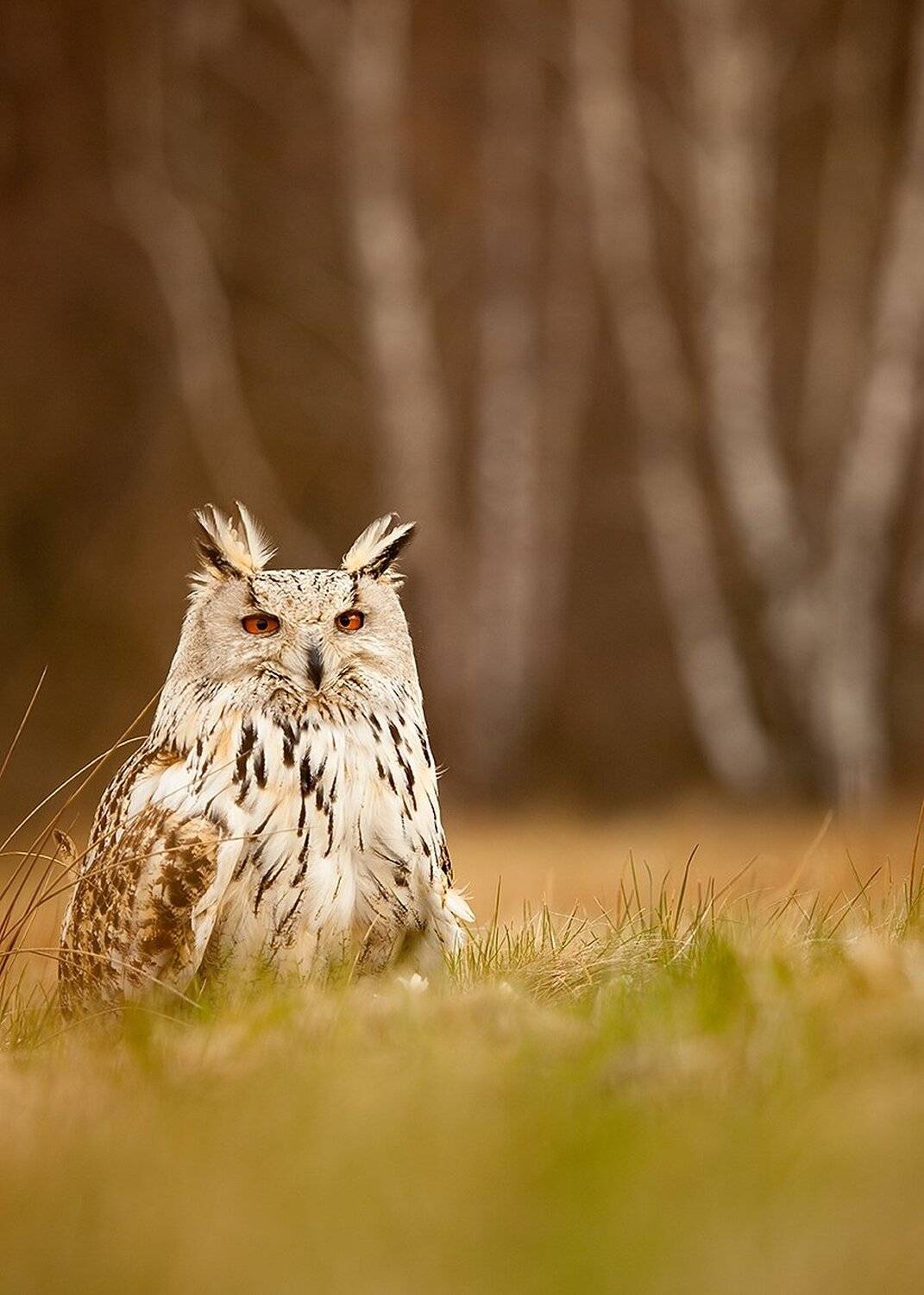 , Robert Adamec