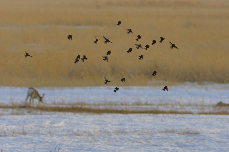 p.m. фото превью